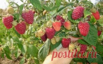 Что сделать, чтобы малина была крупнее