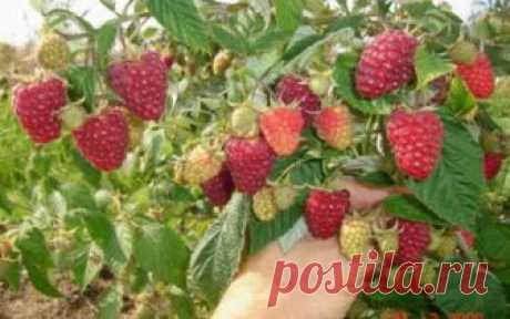 Что сделать, чтобы малина была крупнее