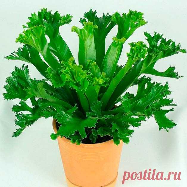 Комнатное растение Асплениум (Asplenium). Листья асплениумов настолько нежны, что к ним не рекомендуется прикасаться руками. В природных условиях эти папоротники растут на стволах деревьев.  Родовое название асплениумов намекает на их якобы лечебные свойства (в греческом a, an - частицы отрицания, splen - "селезенка").