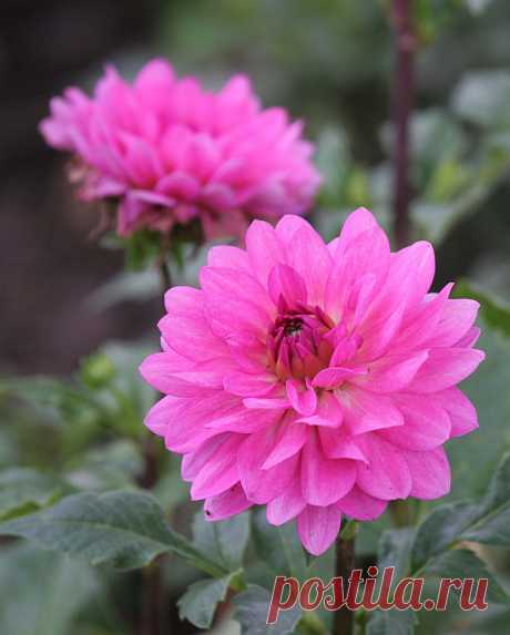 Цветы | Фотографии сергей ефременко | 9668 фото