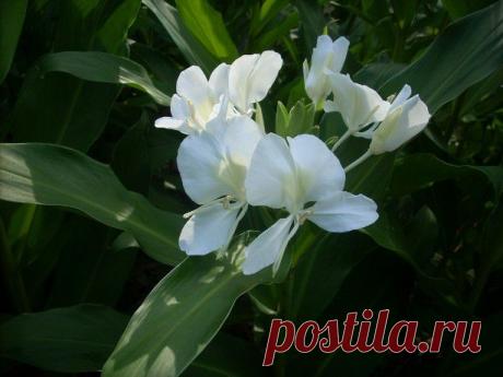 ОСТРОВ КУБА. ВИДЕО.
Остров Куба открыл Колумб в конце 15 века, а уже в самом начале 16 -остров стал испанской колонией. На острове жили разные племена индейцев, которые почти полностью колонисты истребили. Поскольку для работы требовалась рабочая сила, на остров завозили рабов из Африки. Чуть позднее там поселились испанские переселенцы. Таким образом, население Кубы сегодня представлено белым населением, метисами, неграми и понемногу разбавлено представителями других народов.
На протяжении ст