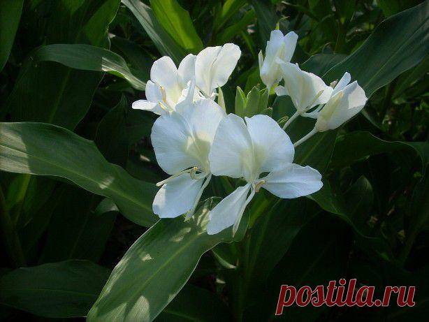 ОСТРОВ КУБА. ВИДЕО.
Остров Куба открыл Колумб в конце 15 века, а уже в самом начале 16 -остров стал испанской колонией. На острове жили разные племена индейцев, которые почти полностью колонисты истребили. Поскольку для работы требовалась рабочая сила, на остров завозили рабов из Африки. Чуть позднее там поселились испанские переселенцы. Таким образом, население Кубы сегодня представлено белым населением, метисами, неграми и понемногу разбавлено представителями других народов.
На протяжении ст