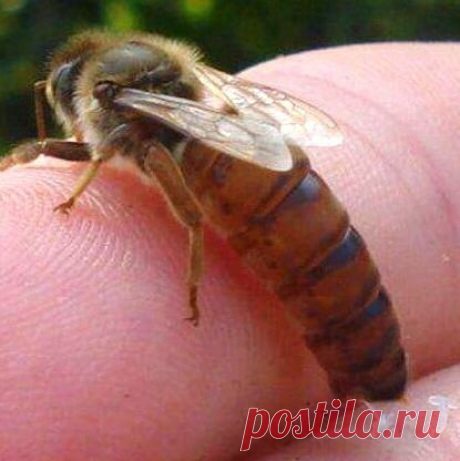 О породе пчелок Бакфаст

Следует заметить, что пчелы породы Бакфаст являются наиболее популярными и самыми лучшими насекомыми для сбора меда. Они признаны по всему миру, очень трудолюбивы и вместе с тем совсем незлые. Изначально эти пчелы применялись для борьбы с отдельными видами клещей, поражающих пчелиную трахею. Такой паразит быть способен стать причиной гибели всех особей.

По этой причине в XX веке началась разработка этой стойкой породы, благодаря своей живучести и ...