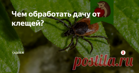 Чем обработать дачу от клещей? Клещи - это прямо мой страх и постоянное опасение. И в первую очередь потому что на даче со мной живет кошка и часто приезжает в гости детвора.
Поэтому мы с мужем уже несколько лет перед дачным сезоном обрабатываем участок от клещей. Уж слишком эти гады опасны, поэтому я решилась использовать химию на огороде против них.
Мой опыт
В этом году я попробовала использовать препарат "Медилис-ЦИПЕР". Куп