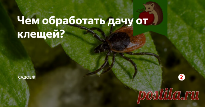 Чем обработать дачу от клещей? Клещи - это прямо мой страх и постоянное опасение. И в первую очередь потому что на даче со мной живет кошка и часто приезжает в гости детвора.
Поэтому мы с мужем уже несколько лет перед дачным сезоном обрабатываем участок от клещей. Уж слишком эти гады опасны, поэтому я решилась использовать химию на огороде против них.
Мой опыт
В этом году я попробовала использовать препарат 