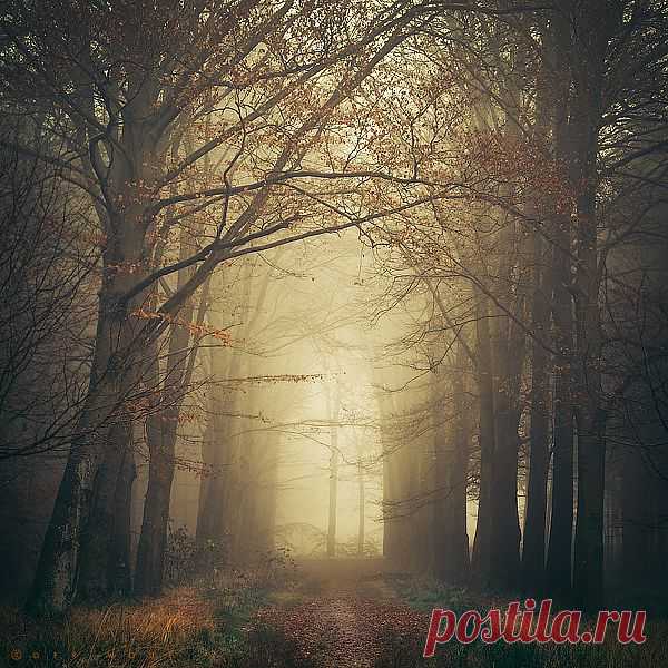 Silence Dreams