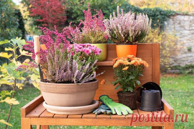 38 самых неприхотливых долгоцветущих многолетников для сада