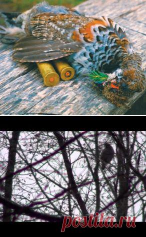 Охота с подхода на рябчика