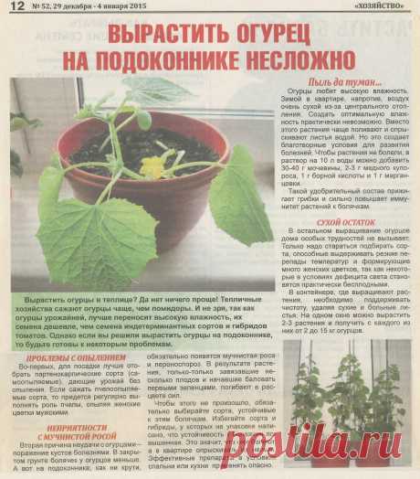 Вырастить огурец на подоконнике неложно