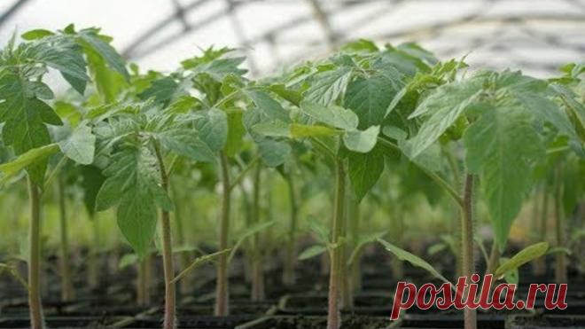 ТОМАТЫ РАСТУТ В 2 РАЗА СИЛЬНЕЕ!ХИТРЫЙ СПОСОБ!