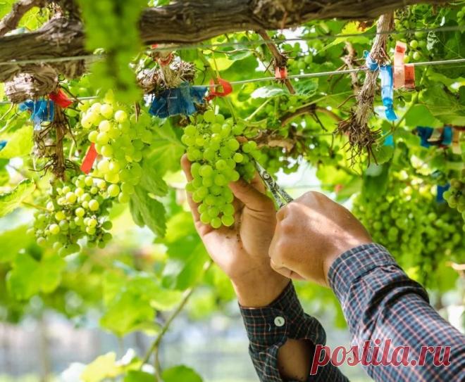 Уход за виноградом в июле. 4 процедуры, которые нужно провести. С началом июля у винограда активно формируются и наливаются ягоды. В этот момент, растению максимально необходима влага и питание.