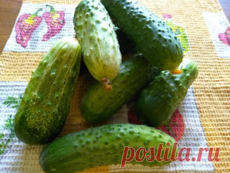 Огурцы маринованные сладкие | Новости Тетюш | Яндекс Дзен