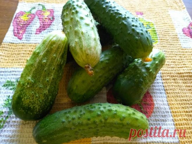 Огурцы маринованные сладкие | Новости Тетюш | Яндекс Дзен