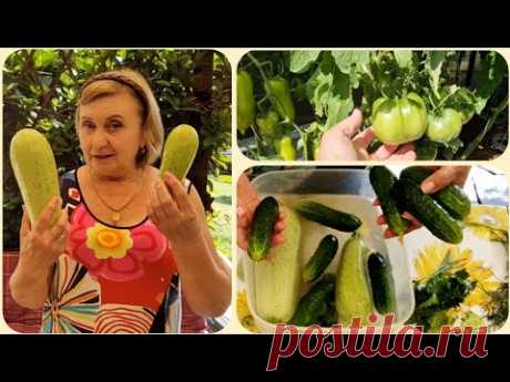 Кабачки  пошли! Ура-а! Малосольные огурчики с кабачками.