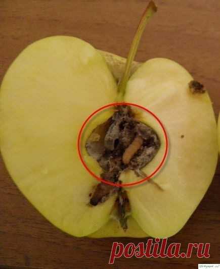 Яблoннaя плoдoжopкa – кaк избaвитьcя oт вpeдитeля в caду?