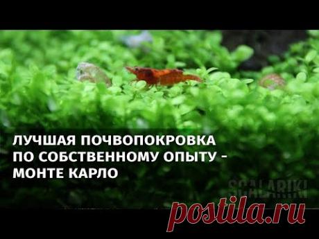 Самое лучшее почвопокровное растение для аквариума - Монте Карло - YouTube