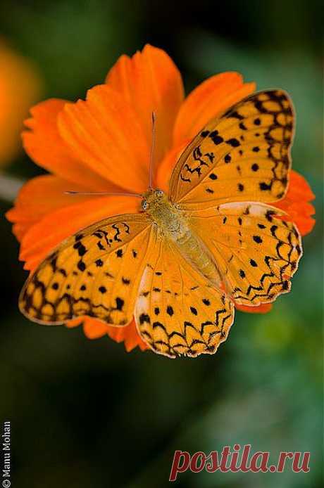 MICHELE KELLEHER приколол(а) это к доске Butterflies, Moths, &amp; bugs |…
