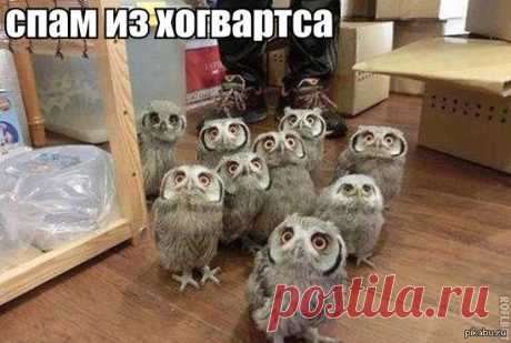 Рекомендуем пересматривать при плохом настроении — забавные фото, которыми совы определенно могут гордиться!