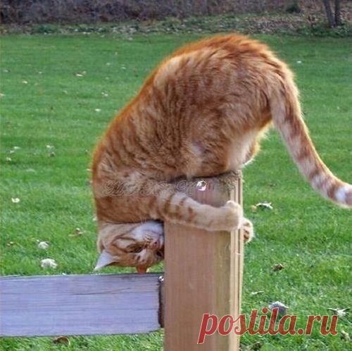 Без кота и жизнь не та