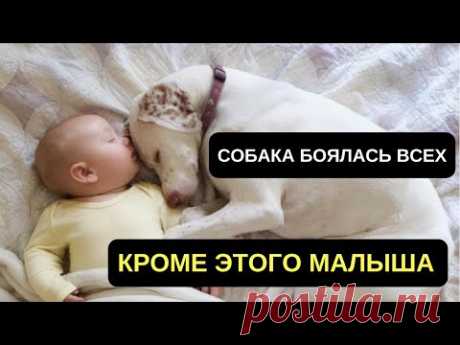 СПАСЕННАЯ ОТ ЖИВОДЕРОВ СОБАКА БОЯЛАСЬ ВСЕХ, КРОМЕ ЭТОГО МАЛЫША. СПАСЕНИЕ ЖИВОТНЫХ - YouTube