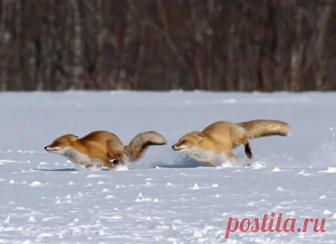 Фото Лисы бегают друг за другом по снегу, страница