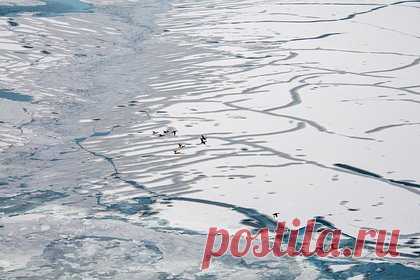 К застрявшему во льдах в Охотском море танкеру прибыло спасательное судно. К застрявшему во льдах в Охотском море танкеру «Остров Сахалин» прибыло спасательное судно «Берингов пролив». «Остров Сахалин» оказался заблокирован в дрейфующих льдах в Охотском море, примерно в 24 километрах от японского острова Хоккайдо.