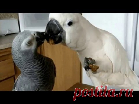 Забавные животные