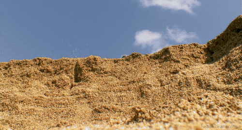 Очаровательные GIF-картинки живой природы