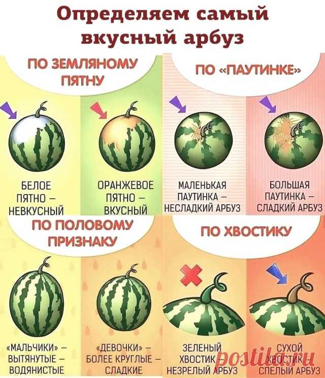 Как выбрать арбуз? 10 проверенных лайфхаков. Покупаем арбузы правильно!