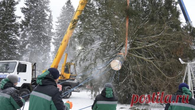 В Щелково срубили главную новогоднюю ель. Главную новогоднюю елку страны спилили в городском округе Щелково. Торжественное мероприятие состоялось у деревни Новопареево, сообщает пресс-служба Министерства информационных и социальных коммуникаций. Возраст ели, которая украсит ...