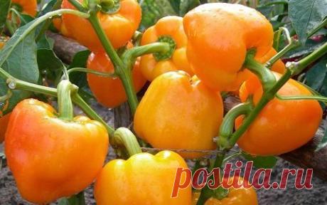СОВЕТЫ ПО ВЫРАЩИВАНИЮ ПЕРЦА