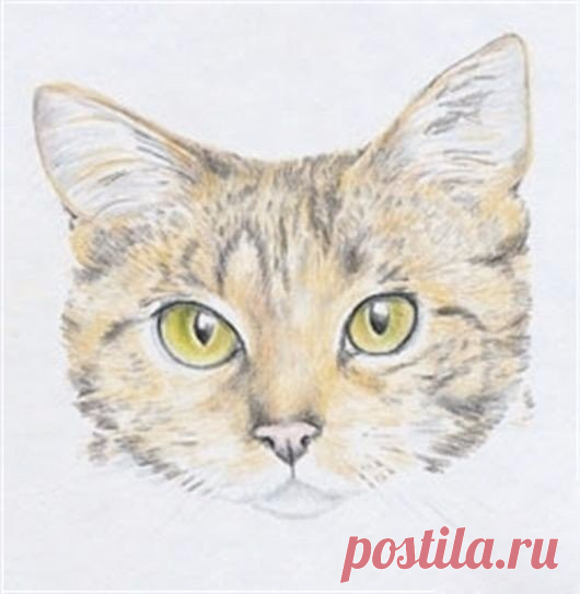 Рисуем кошку