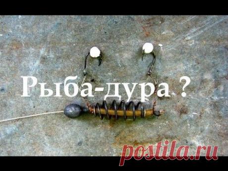 Почему рыба дура клюет на пенопласт