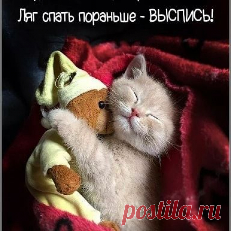 Photo by Natalia Elkhova on March 12, 2020. Image may contain: cat, text that says 'будь как все, иди против системы! ляг спать пораньше выспись!'