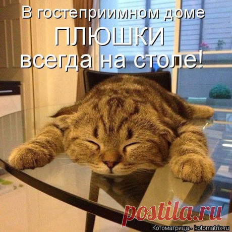 Кошкин дом (котоматрица)