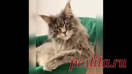 Мы влюбились в этого кота!