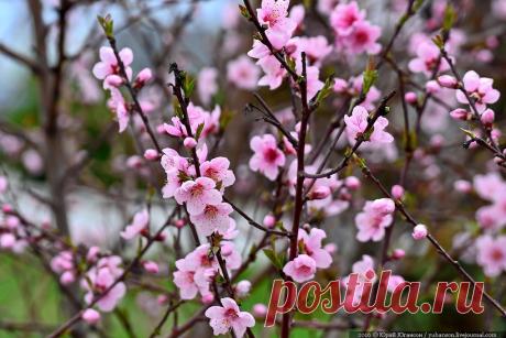 В Севастополе цветут персик, алыча и японская айва (фото) - Reeana news