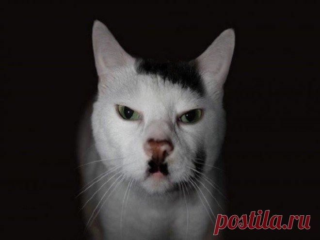 22 кошки, которые имеют самые уникальные окрасы шерсти в мире