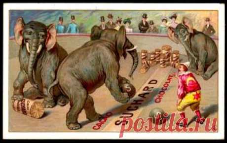 French Trade Card - Circus Animals Chocolat Suchard "Circus Animals" (series #134 issued in 1904)