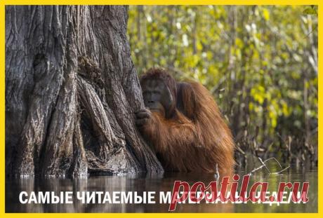 Лучшие материалы недели – в нашей воскресной подборке: 1. Объявлены результаты фотоконкурса National Geographic Nature Photographer of the Year 2017: bit.ly/2ooCsKC 2. Реконструировано лицо древней перуанской королевы: bit.ly/2BBLKbF 3. Убит самый длинный питон: bit.ly/2yMtaYG 4. Белая акула едва не напала на аквалангиста: bit.ly/2BBLOYX 5. Ученые измерили глубину Большого красного пятна на Юпитере: bit.ly/2k5lcWn