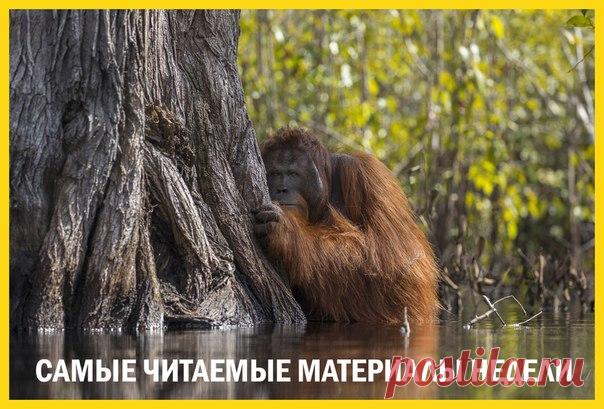Лучшие материалы недели – в нашей воскресной подборке: 1. Объявлены результаты фотоконкурса National Geographic Nature Photographer of the Year 2017: bit.ly/2ooCsKC 2. Реконструировано лицо древней перуанской королевы: bit.ly/2BBLKbF 3. Убит самый длинный питон: bit.ly/2yMtaYG 4. Белая акула едва не напала на аквалангиста: bit.ly/2BBLOYX 5. Ученые измерили глубину Большого красного пятна на Юпитере: bit.ly/2k5lcWn