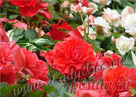 Бегония (Begonia) - комнатные растения и цветы для сада: выращивание, местоположение, температура, полив, пересаживание, размножение, болезни и вредители