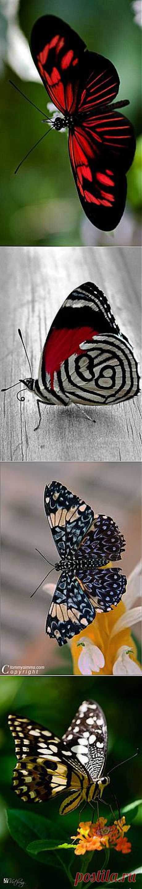 Beautiful | Wings