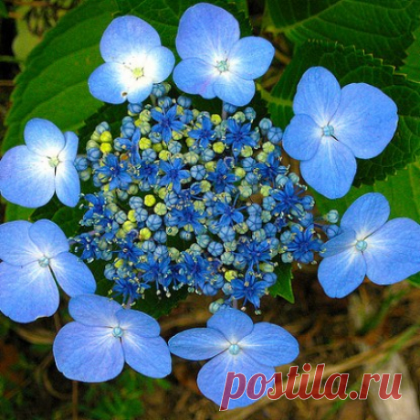 Гортензия крупнолистная Мариесии Перфекта Hydrangea macr. 'Mariesii Perfecta' — купить с доставкой!