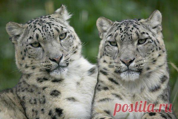 барс | Фотографии ирбис @@@ | 213 фото