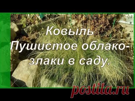 Ковыль в саду. Декоративные злаки и дизайн дачного участка. - YouTube