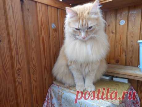 В задумчивости