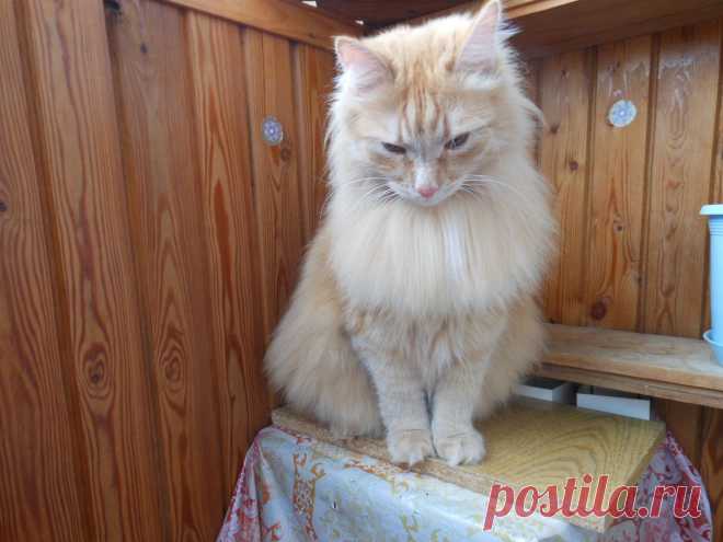 В задумчивости