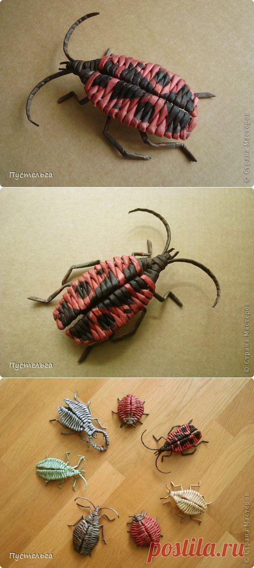 Клоп-солдатик.