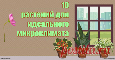 10 растений, которых хватит, чтобы воздух в квартире был идеальным Чистый воздух от самой природы.
